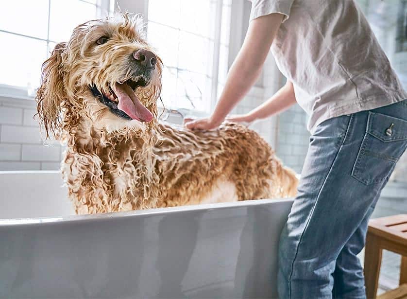 Hond krijgt een bad.
