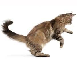 Afbeelding van kat