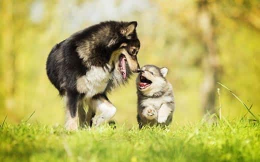 Volwassen hond die een puppy neuzen die naar buiten rent.