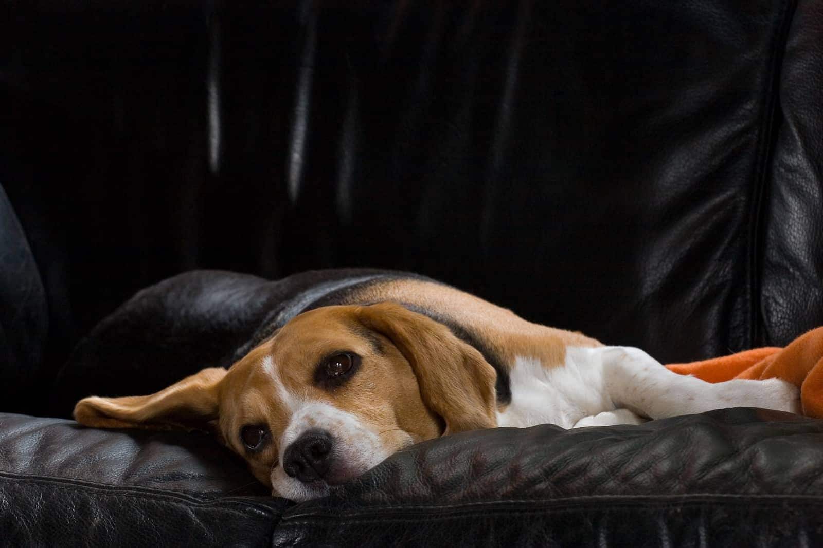 Vrouwtjesbeagle ligt op een zwarte leren bank.