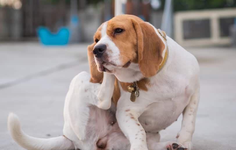 Een beagle die aan zijn oor krabt.