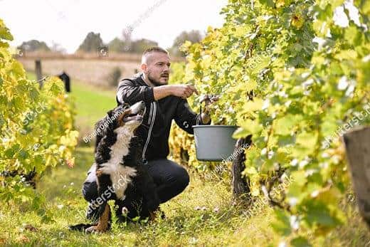 Berner sennenhond zit in de wijngaard en kijkt omhoog naar een man naast hem die druiven plukt.