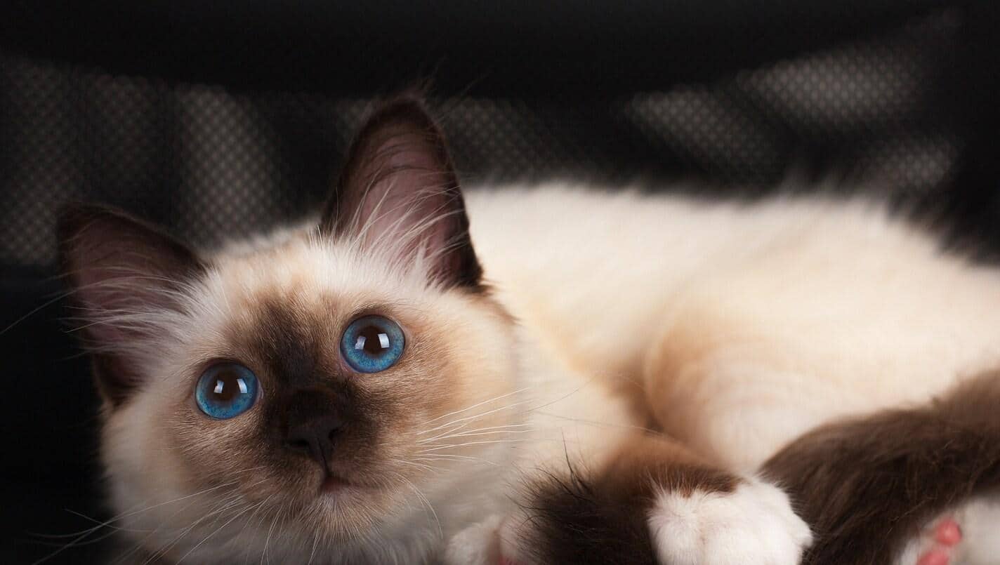 Een Heilige Birmaan van 4 maanden oud kitten mannetje met zeehond vlekken en blauwe ogen ligt op een bureaustoel.