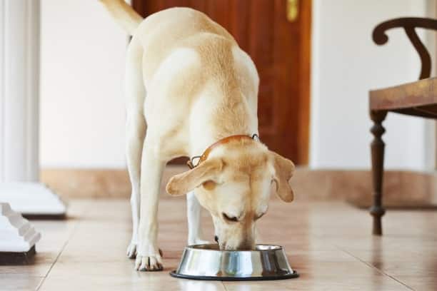 honden eten