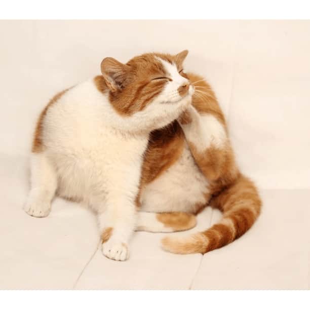 katten krabben