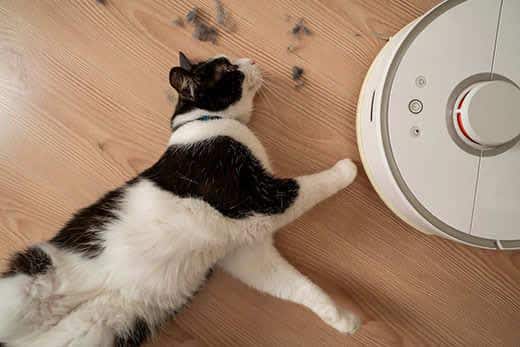 zwartwitte-kat-ligt-naast-robotstofzuiger-SW