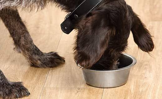Zwarte hond eet voer uit een schaal op de vloer