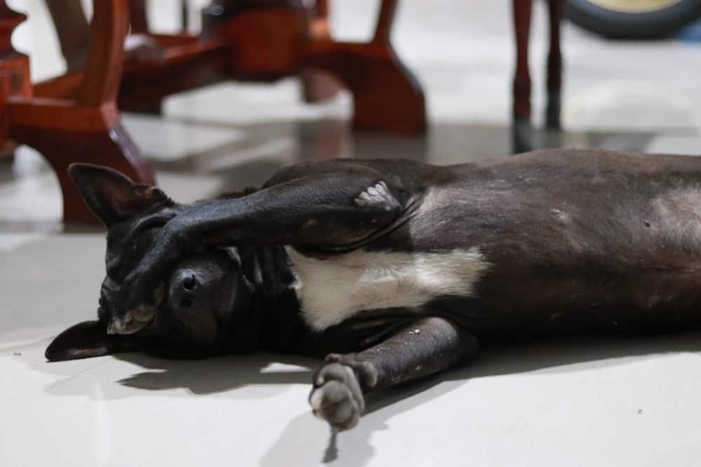 Zwarte hond verstopt zijn ogen onder zijn poot.