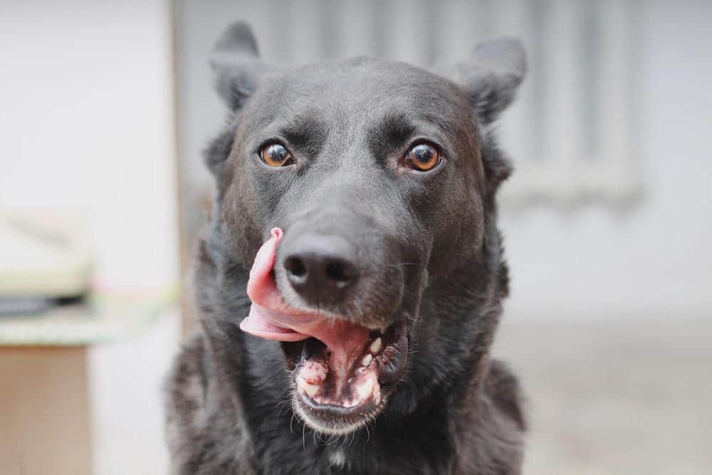Zwarte hond die met zijn tong de zijkant van zijn mond likt.