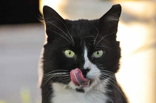 Zwartewitte kat met groene ogen likt haar lippen.
