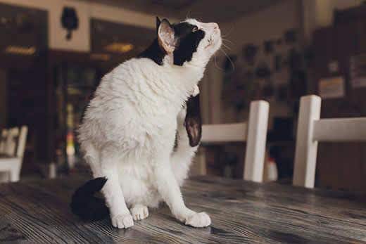 Zwartwitte kat zit op de keukentafel en krabt aan haar hals. 