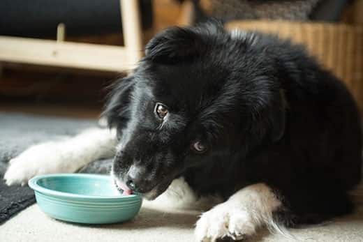 Border collie die ligt en de binnenkant van een groene voerbak likt.