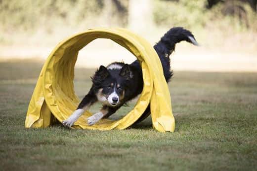 Bordercollie die door een behendigheidstunnel rent