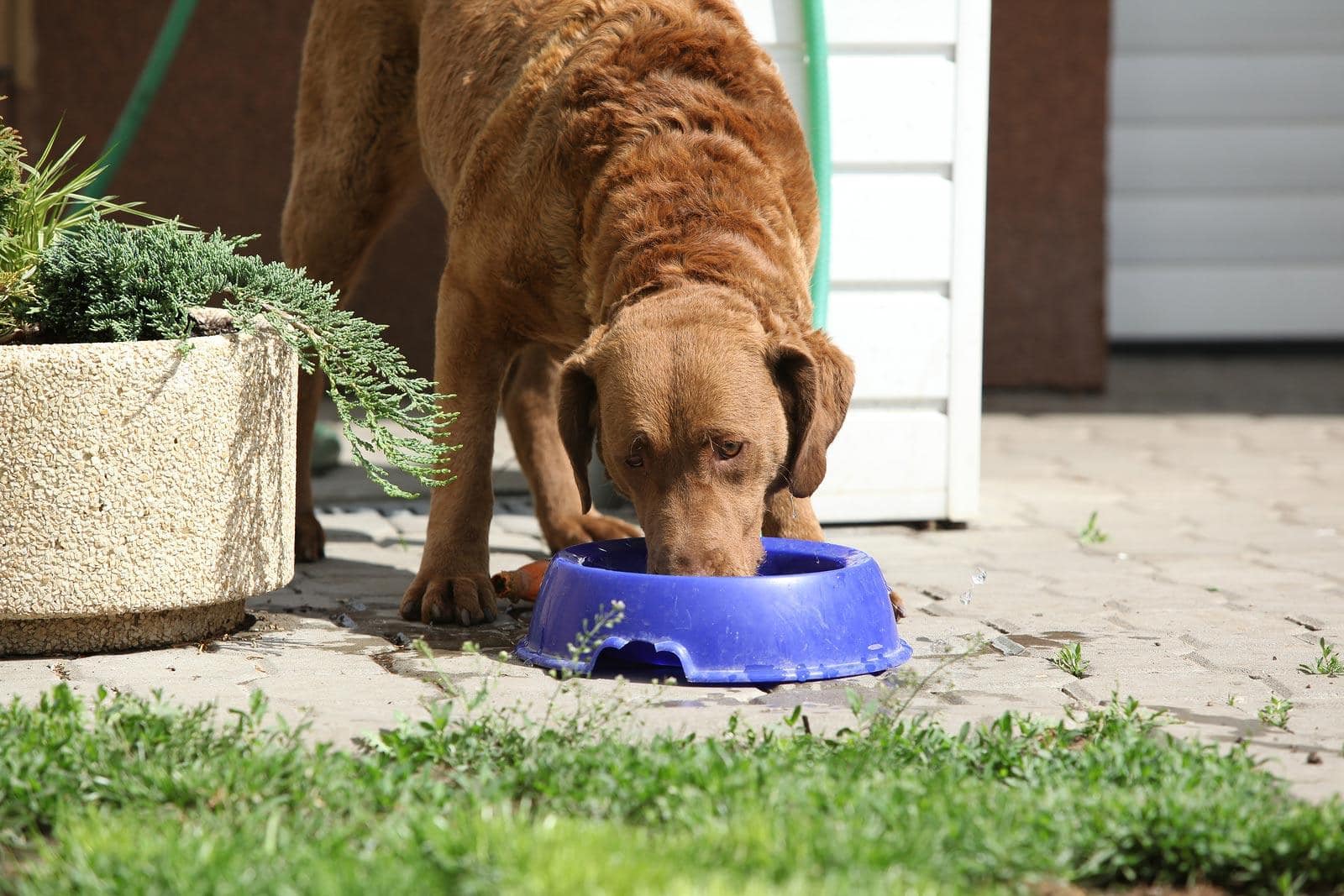Bruine hond eet voer uit een blauwe bak in de achtertuin.