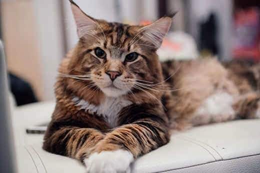 Grote Maine Coon die op een grijze bank ligt.