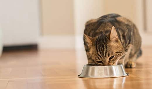 Bruine cyperse kat eet uit een metalen bak.