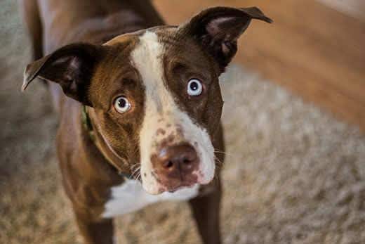 Een droevige bruin-witte hond met turquoise ogen kijkt omhoog.