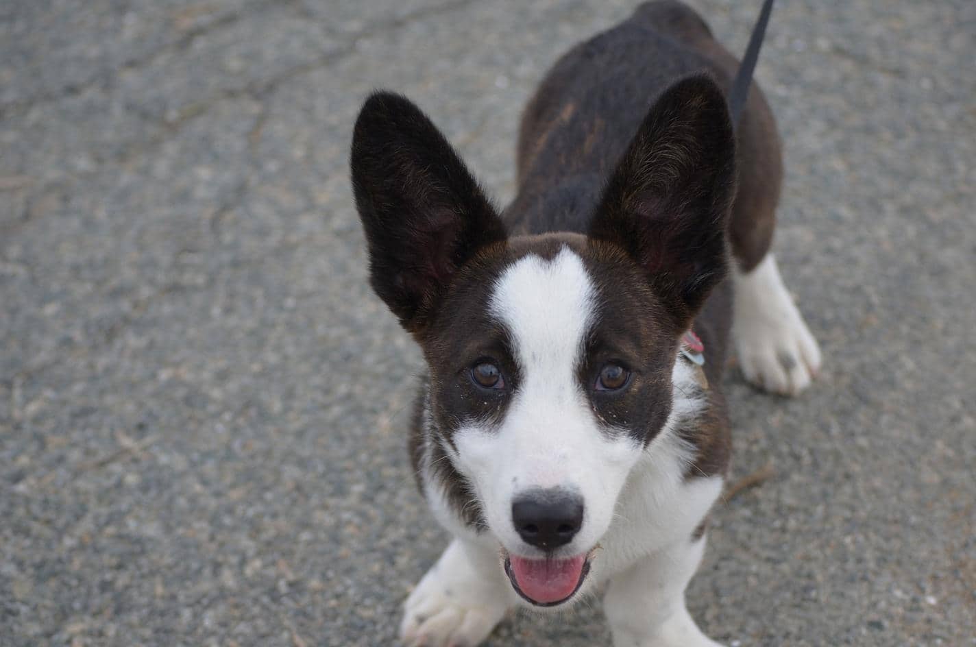 Schattige bruin en witte puppy aan een riem kijkt omhoog.