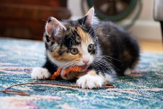 Lapjeskat kitten op een blauw vloerkleed, spelend met oranje en bruin touw.