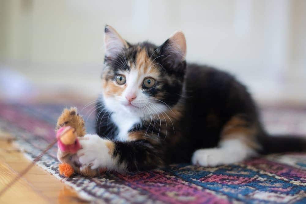 Calico-kitten ligt op een tapijt met een speeltje aan een touwtje