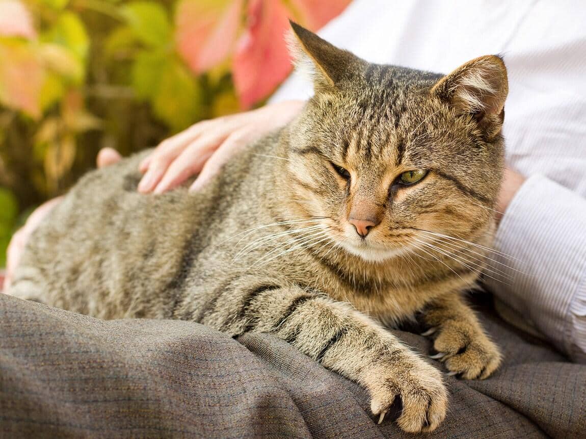Cyperse kat ligt bij iemand op schoot en wordt geaaid