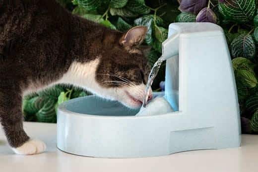 Kat drinkt schoon water uit een waterautomaat. Waterfontein voor katten. Dorstige huisdieren. Uitdroging bij een kat.