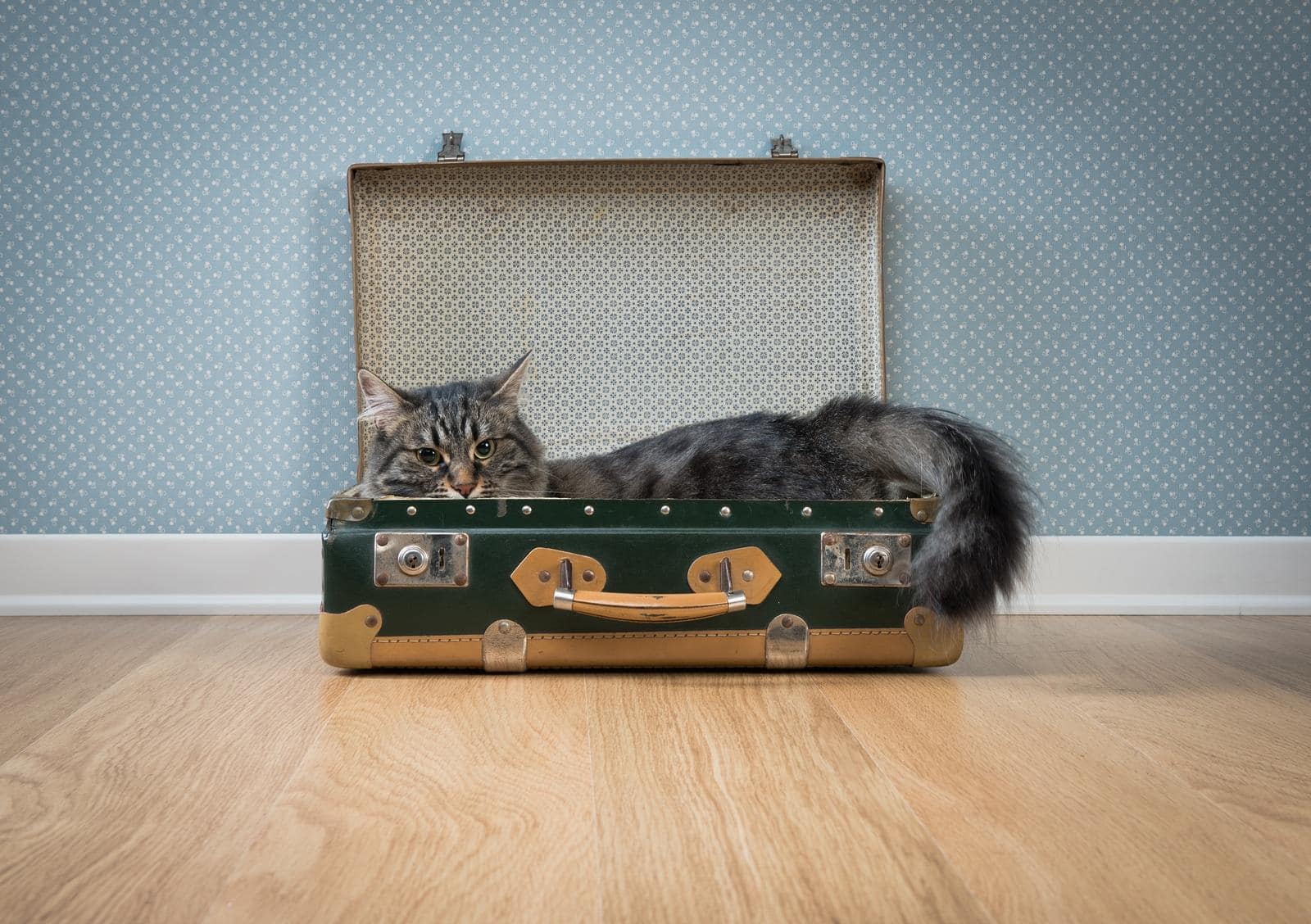 Langharige grijze kat in een open groene vintage koffer op een hardhouten vloer tegen een retro behang.
