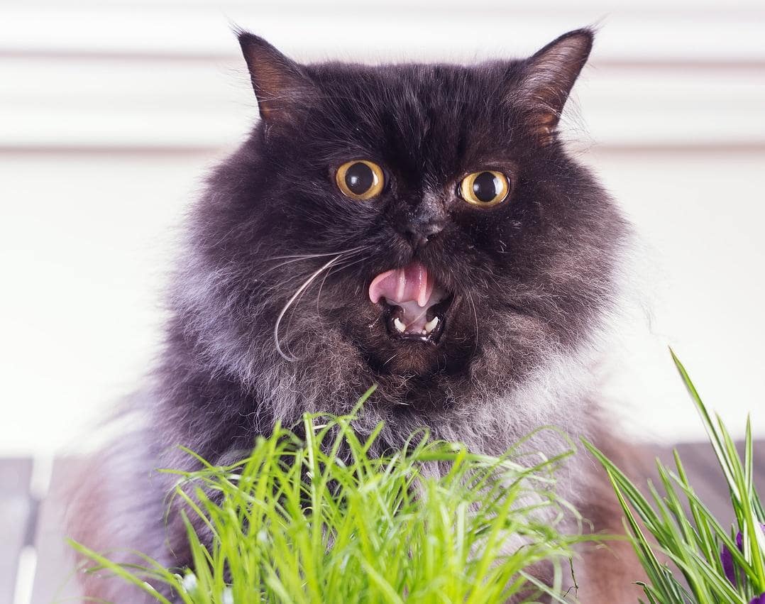 Langharige kat met open bek die op gras aan het knabbelen is