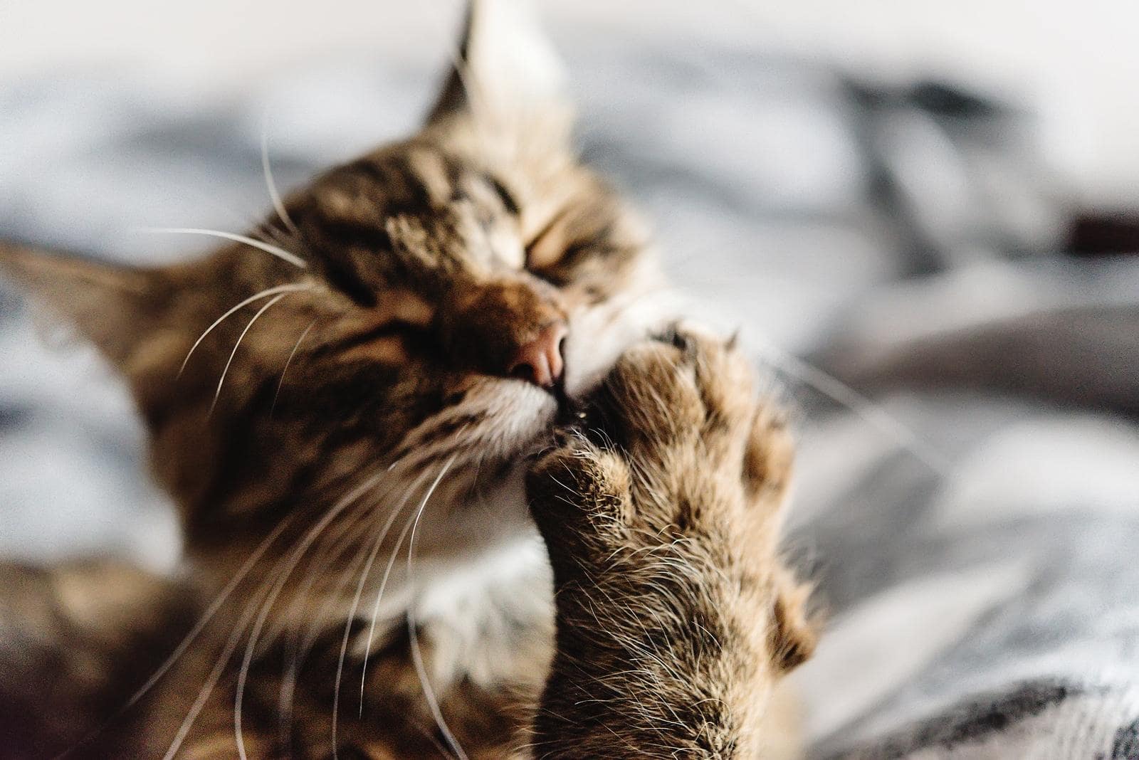 Gestreepte kat likt aan onderkant van poot