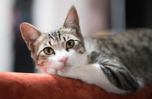 ontspannen kat op de leuning van een bank