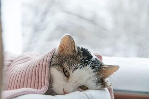 Kat onder een roze dekentje naast een raam met een winters tafereel buiten.