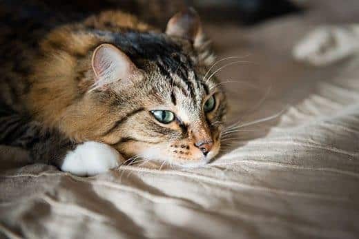 Langharige kat met groene ogen rust op een mensenbed.