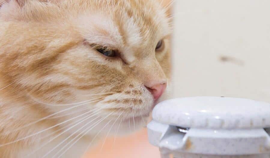 Oranje kat snuffelt aan de bovenkant van een automatische waterpomp