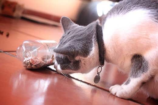 Grijs-witte kat snuffelt aan een plastic waterfles die als kattenvoerpuzzel wordt gebruikt en waar droogvoer in zit.