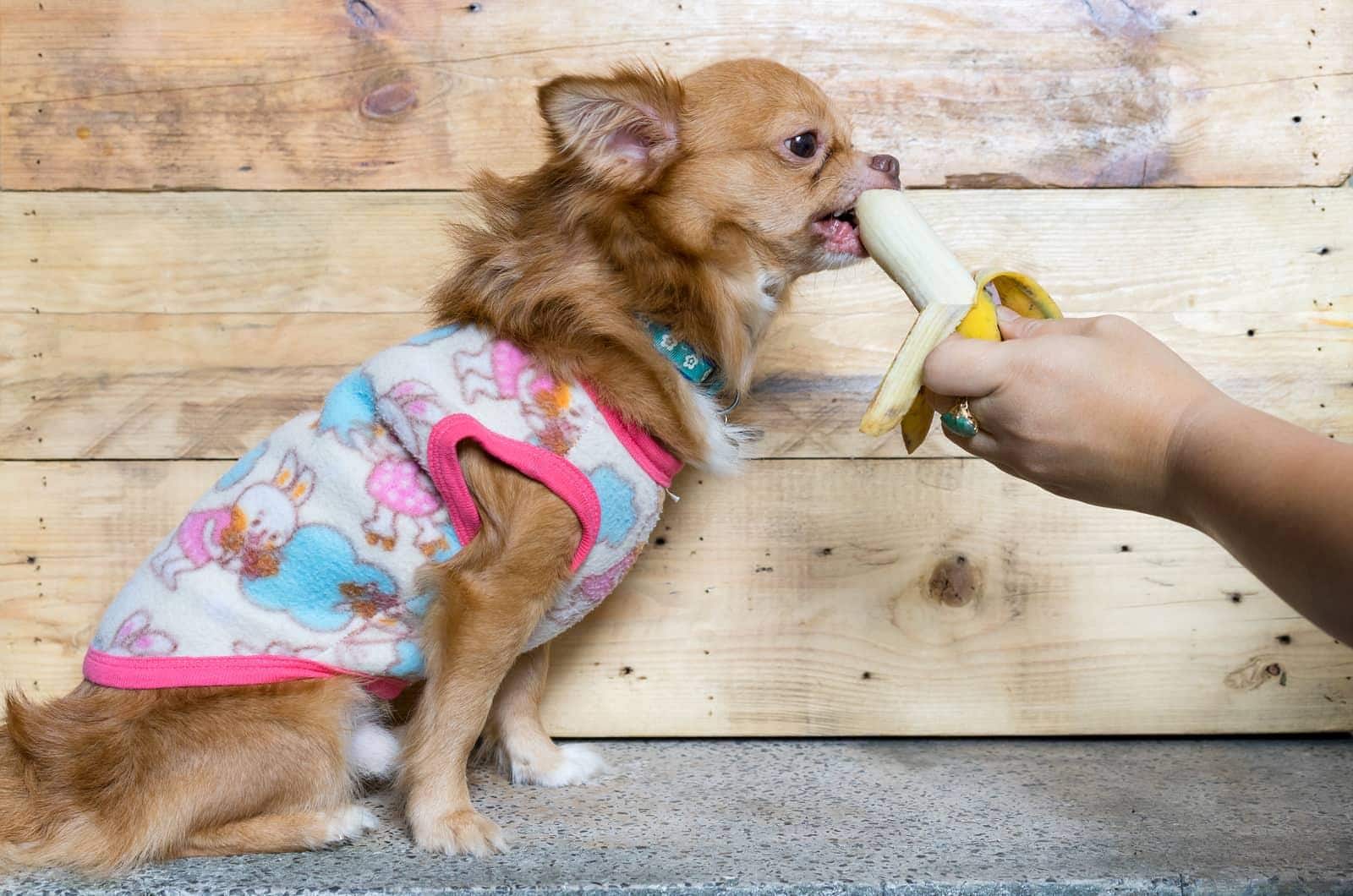 Bruine langharige chihuahua in roze trui eet banaan uit een hand.