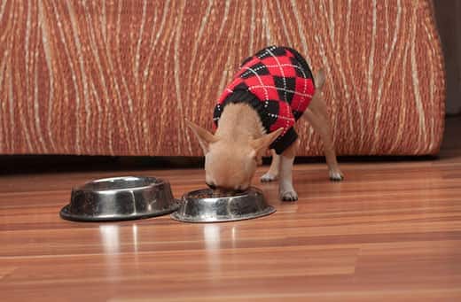 Cinnamon Chihuahua puppy in een zwarte en steenrode sweater die uit een kom eet.