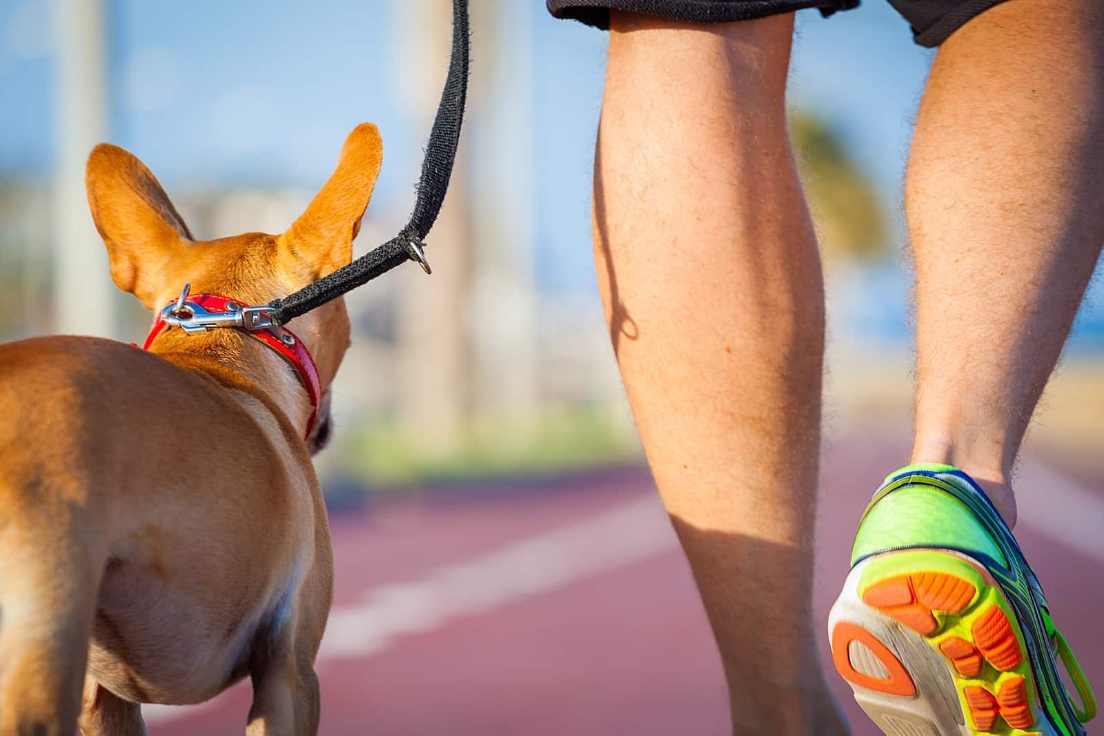 chihuahua on walk on track SW