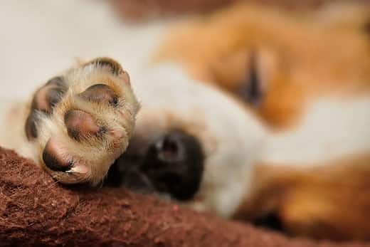 Close-up van een poot van een mopshondpuppy.