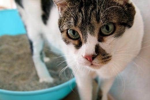 Kat gebruikt toilet, kat in kattenbak, om te poepen of plassen, poepend in een toilet met schoon zand. Een kat bekijkt haar poep in de blauwe kattenbak. Kat thuis.