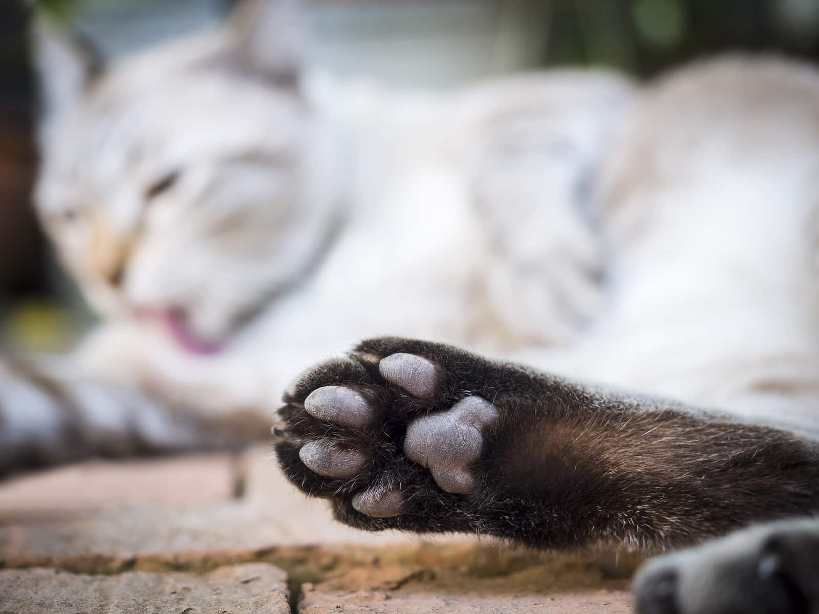 Kattenpoot met onscherpe slapende kat in de achtergrond