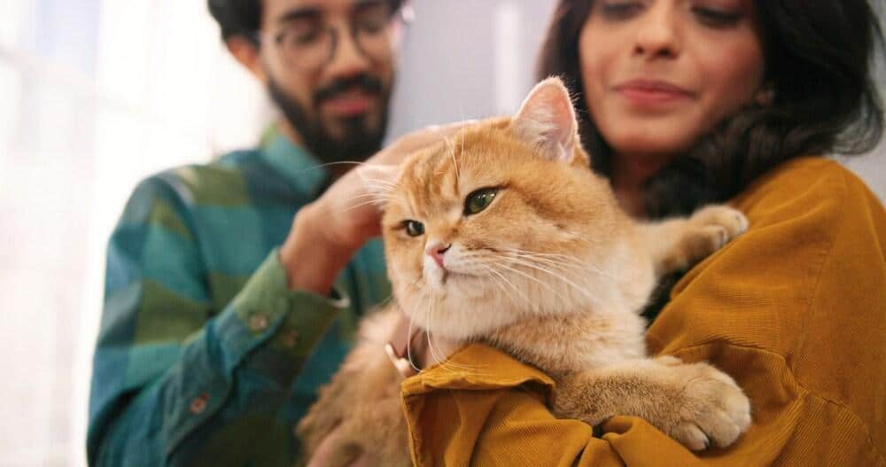 Close-up van vrolijk jong getrouwd stel uit India in een kamer thuis met een schattige kat in hun handen.