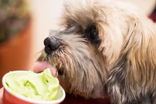 Close-up van een terriër die groen yoghurtijs uit een bekertje likt.