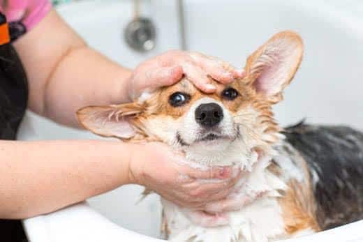 Corgi wordt in de badkamer gewassen