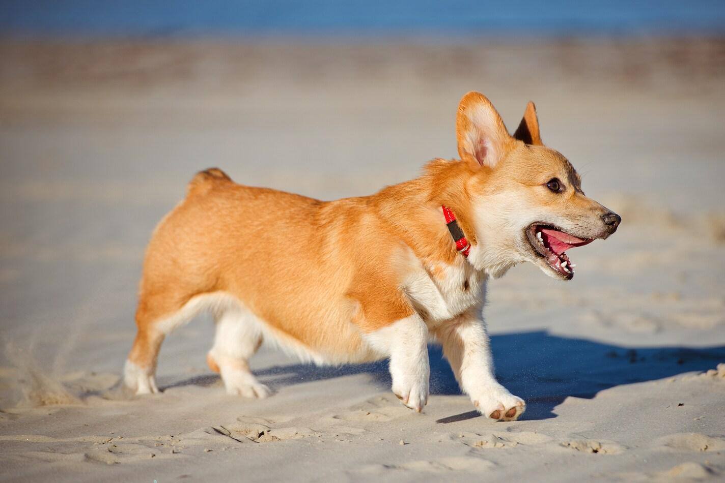 Welsh Corgi Pembroke-puppy op het strand