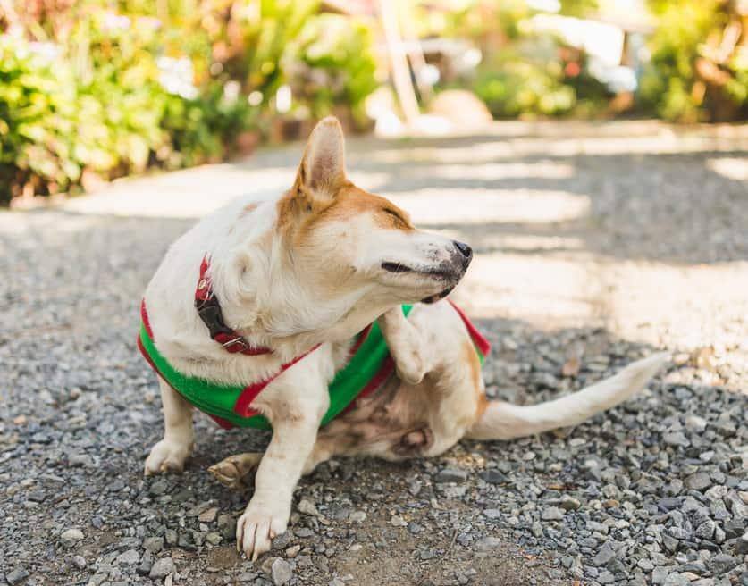 Corgi in groene sweater krabt aan zijn oor.