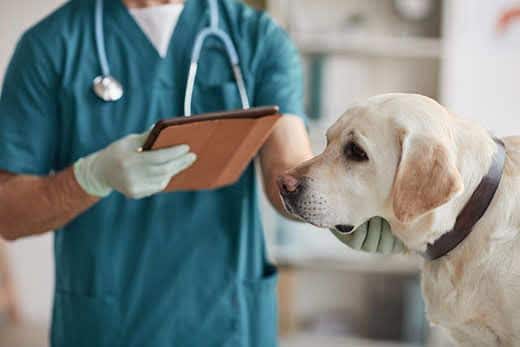 Bijgesneden portret van een onherkenbare mannelijke dierenarts die een witte Labrador onderzoekt in een dierenkliniek