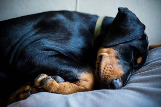 Doberman-puppy met groene halsband slaapt op bed.