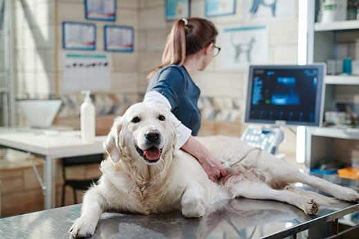 Dokter maakt een echografie bij een hond