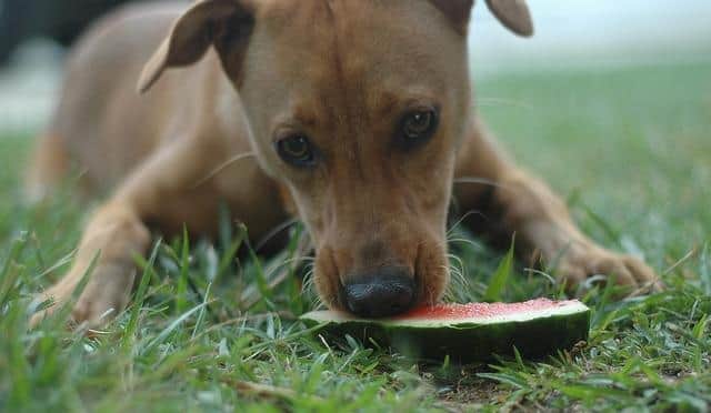 dog-eating-watermelon Bruine hond ligt in het gras en eet een plak watermeloen