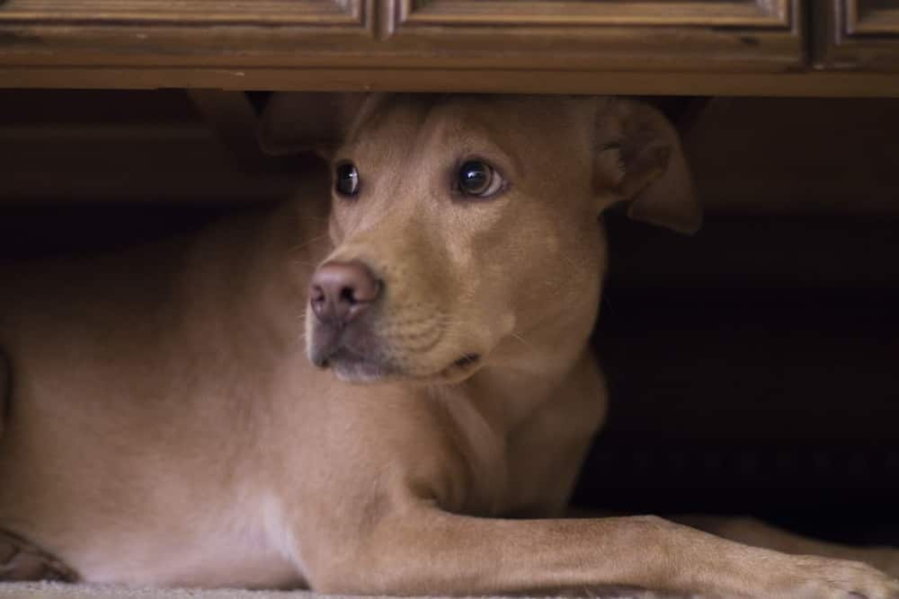Hond verstopt zich onder de salontafel voor het vuurwerk buiten.